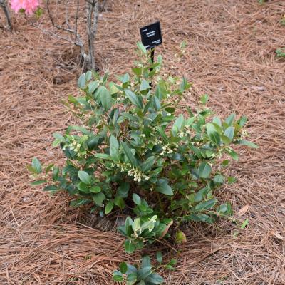 LEUCOTHOE AXILLARIS 'MARGIE JENKINS' 3 GALLON