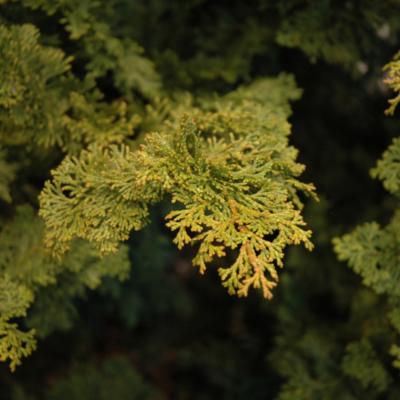 CHAMAECYPARIS OBTUSA 'GRACILIS' 1 GALLON