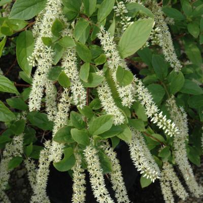 ITEA VIRGINICA 'LITTLE HENRY' 3 GALLON