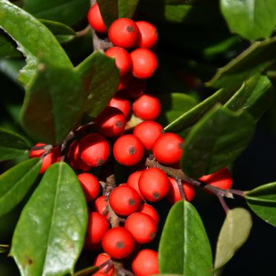 ILEX X 'CHRISTMAS JEWEL' 15 GALLON