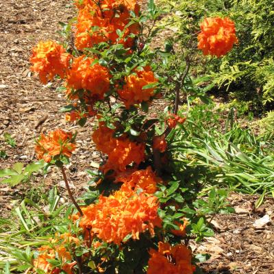 RHODODENDRON EXBURY 'GIBRALTAR' ORANGE 3 GALLON