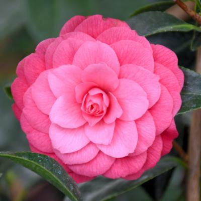 CAMELLIA JAPONICA 'APRIL KISS' PINK 3 GALLON