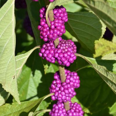 CALLICARPA AMERICANA 3 GALLON