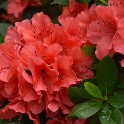 AZALEA 'AUTUMN SUNSET' DWARF RED 3 GALLON