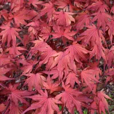 ACER PALMATUM 'PURPLE GHOST' PURPLE 1 GALLON