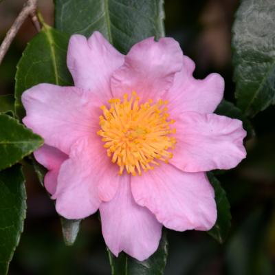 CAMELLIA SASANQUA 'WINTER'S FANCY' PINK 3 GALLON