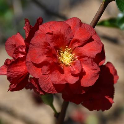 CHAENOMELES SPECIOSA 'DOUBLE TAKE SCARLET' SYN 'SCARLET STORM' 3 GALLON