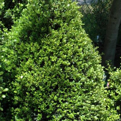 ILEX CRENATA 'COMPACTA' 3 GALLON