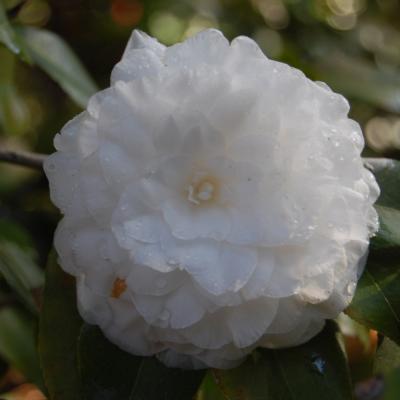 CAMELLIA SASANQUA 'OCTOBER MAGIC WHITE SHISHI' WHITE 3 GALLON