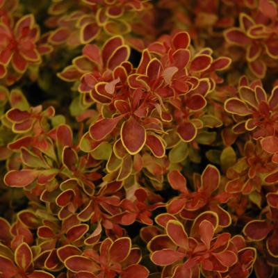 BERBERIS THUNBERGII 'ADMIRATION' 3 GALLON