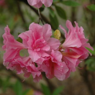 AZALEA 'AUTUMN CARNATION' PINK 3 GALLON