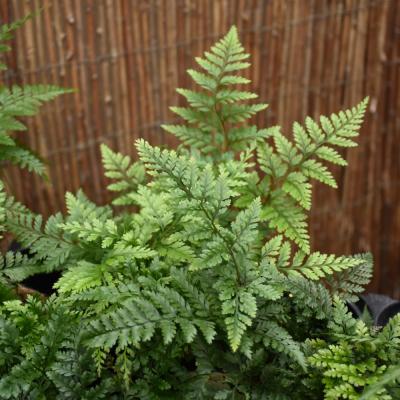 HUMATA TYERMANII 'RABBITS FOOT' FERN 4"/4.5" POT