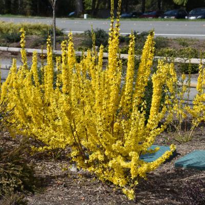 FORSYTHIA X SHOW OFF 'STARLET' YELLOW 3 GALLON