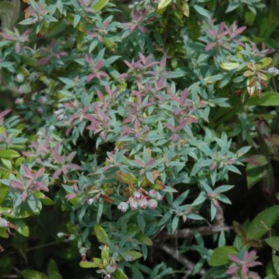 VACCINIUM DARROWII 'ROSA'S BLUSH' PINK WHITE 3 GALLON