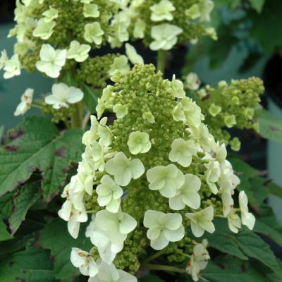 HYDRANGEA QUERCIFOLIA 'MUNCHKIN' WHITE 3 GALLON