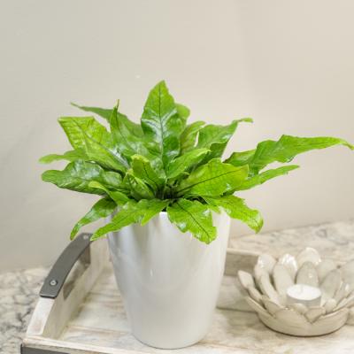 MICROSORUM MUSIFOLIUM 'CROCODILE' FERN 8" HANGING BASKET