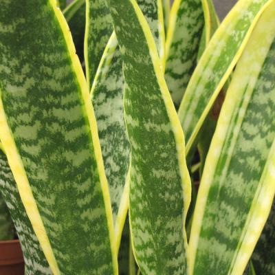 SANSEVIERIA 'LAURENTII' 6"/6.5" POT