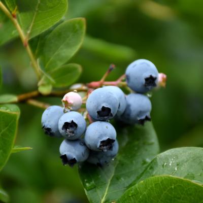 VACCINIUM CORYMBOSUM X 'NORTHCOUNTRY' 2 GALLON