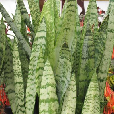 SANSEVIERIA 'ZEYLANICA' 6"/6.5" POT