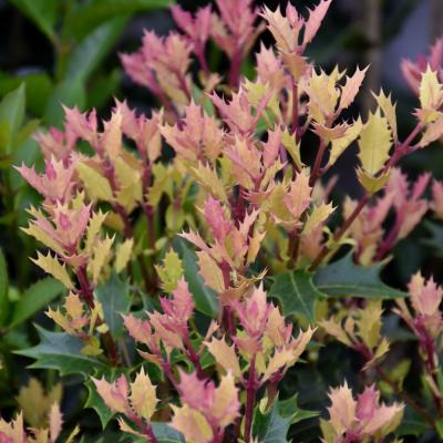 OSMANTHUS HETEROPHYLUS 'PARTY LIGHTS' 3 GALLON