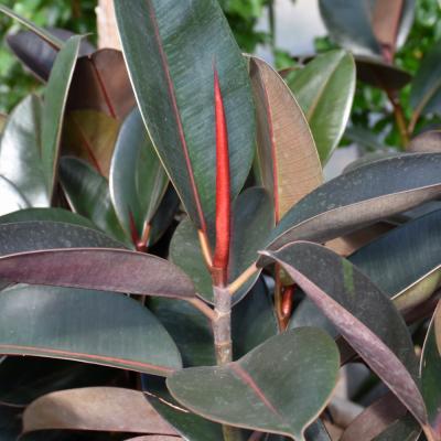 FICUS ELASTICA 'BURGUNDY' 6"/6.5" POT