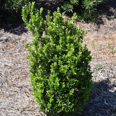 BUXUS MICROPHYLLA VAR JAPONICA 'BABY GEM' 1 GALLON