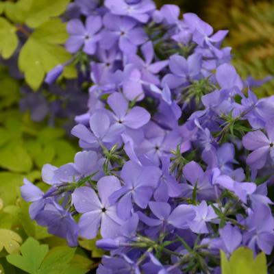 PHLOX DIVARICATA 'BLUE MOON' BLUE 4.5" POT