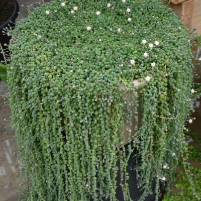 SENECIO 'STRING OF PEARLS' 4"/4.5" POT