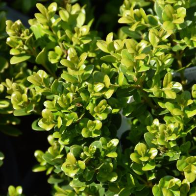 BUXUS MICROPHYLLA 'LITTLE MISSY' 1 GALLON