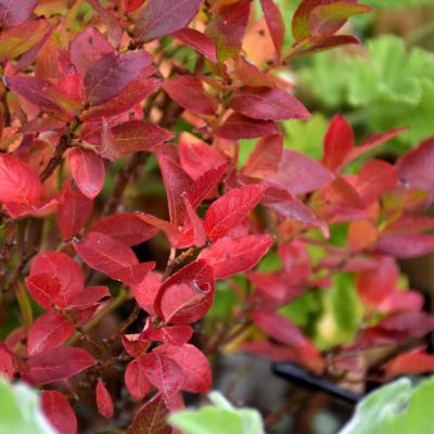 VACCINIUM CORYMBOSUM X 'JELLY BEAN' 2 GALLON