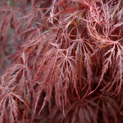 ACER PALMATUM DISSECTUM 'CRIMSON QUEEN' RED 1 GALLON