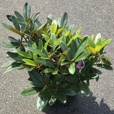 RHODODENDRON 'MARDI GRAS' PINK 3 GALLON