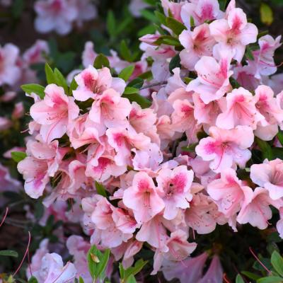 AZALEA 'AUTUMN CHIFFON' DWARF PINK 3 GALLON