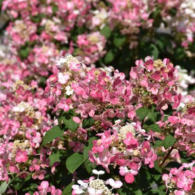 HYDRANGEA PANICULATA 'LITTLE QUICK FIRE' WHITE PINK 3 GALLON