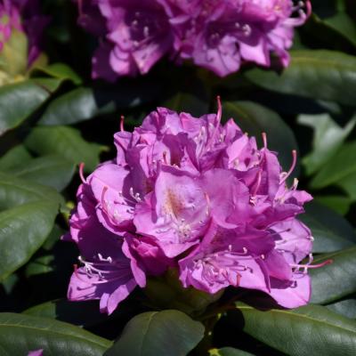 RHODODENDRON 'ROSEUM ELEGANS' VIOLET PINK 10 GALLON