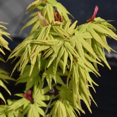 ACER PALMATUM 'MIKAWA YATSUBUSA' GREEN 15 GALLON