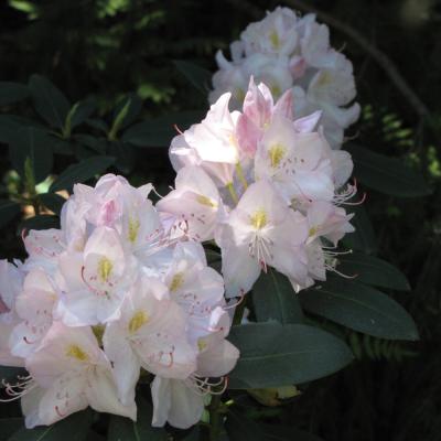 RHODODENDRON CATAWBIENSE 'ALBUM' WHITE 3 GALLON
