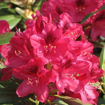 RHODODENDRON 'NOVA ZEMBLA' PINK 10 GALLON