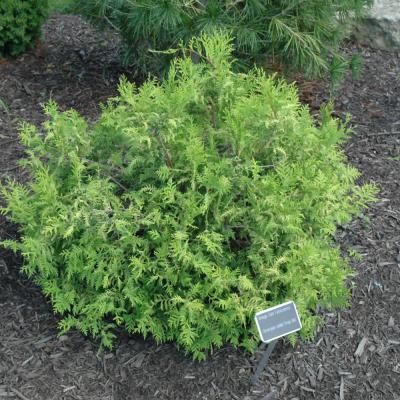 CHAMAECYPARIS PISIFERA 'VINTAGE GOLD' 3 GALLON