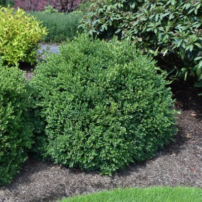 BUXUS X 'GREEN VELVET' 3 GALLON