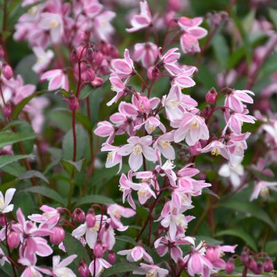 DEUTZIA X 'YUKI CHERRY BLOSSOM' PINK 3 GALLON