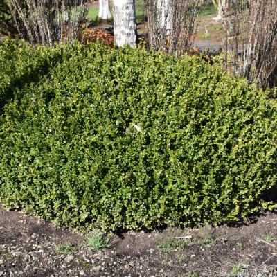 BUXUS MICROPHYLLA VAR JAPONICA 'WINTER GEM' 3 GALLON