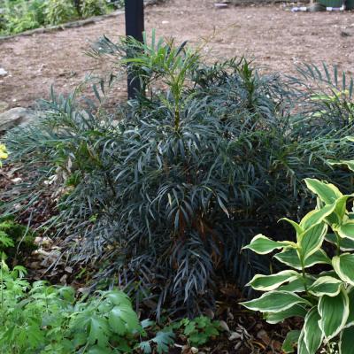 MAHONIA CONFUSA 'INDIGO FLAIR' 3 GALLON