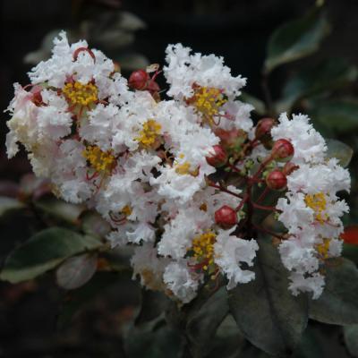 LAGERSTROEMIA 'BURGUNDY COTTON' WHITE 3 GALLON