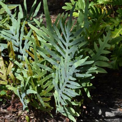 POLYPODIUM 'BLUE STAR' FERN 6"/6.5" POT