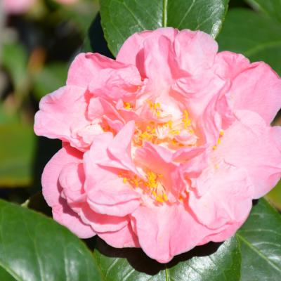 CAMELLIA SASANQUA 'WINTER'S INTERLUDE' PINK 3 GALLON