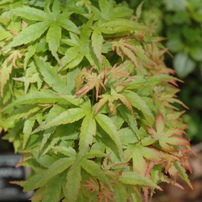 ACER PALMATUM 'SHARP'S PYGMY' GREEN 3 GALLON
