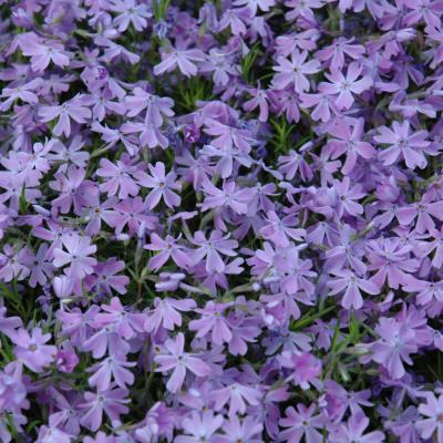 PHLOX SUBULATA 'EMERALD BLUE' BLUE 3.5"/4" POT