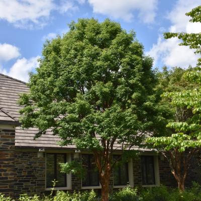 ACER GRISEUM 15 GALLON