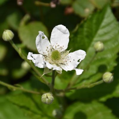 RUBUS X 'BABY CAKES' 2 GALLON / 3 GALLON